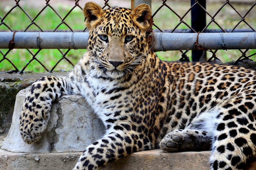 marketing campaign RFP image of a leopard in a cage